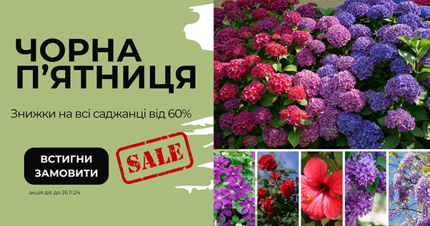 Flora Shop advertisement