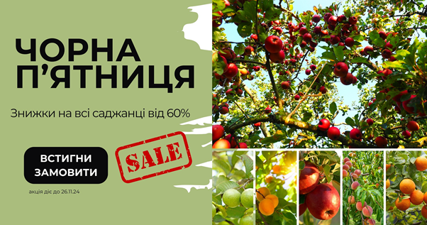 Flora Shop advertisement